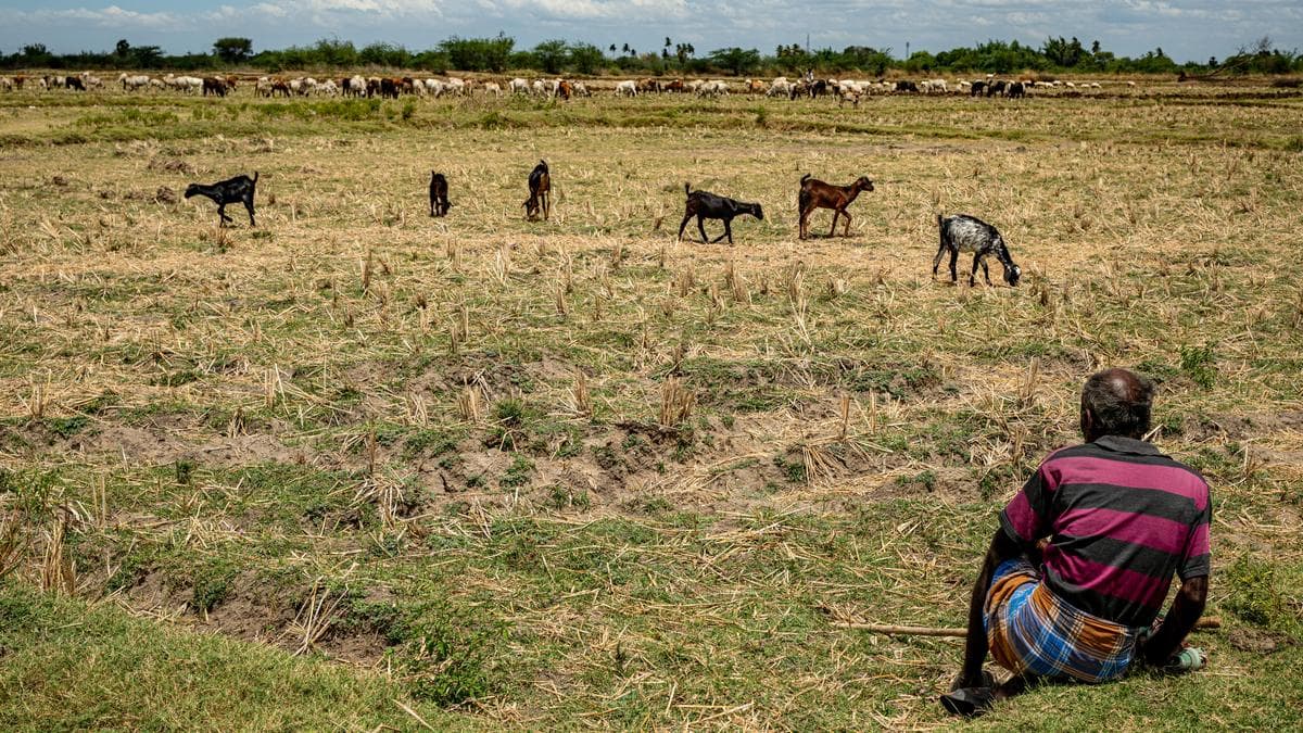 Tamil Nadu's Delta Farmers Face Crisis Amid Poor Monsoon and Water Shortage