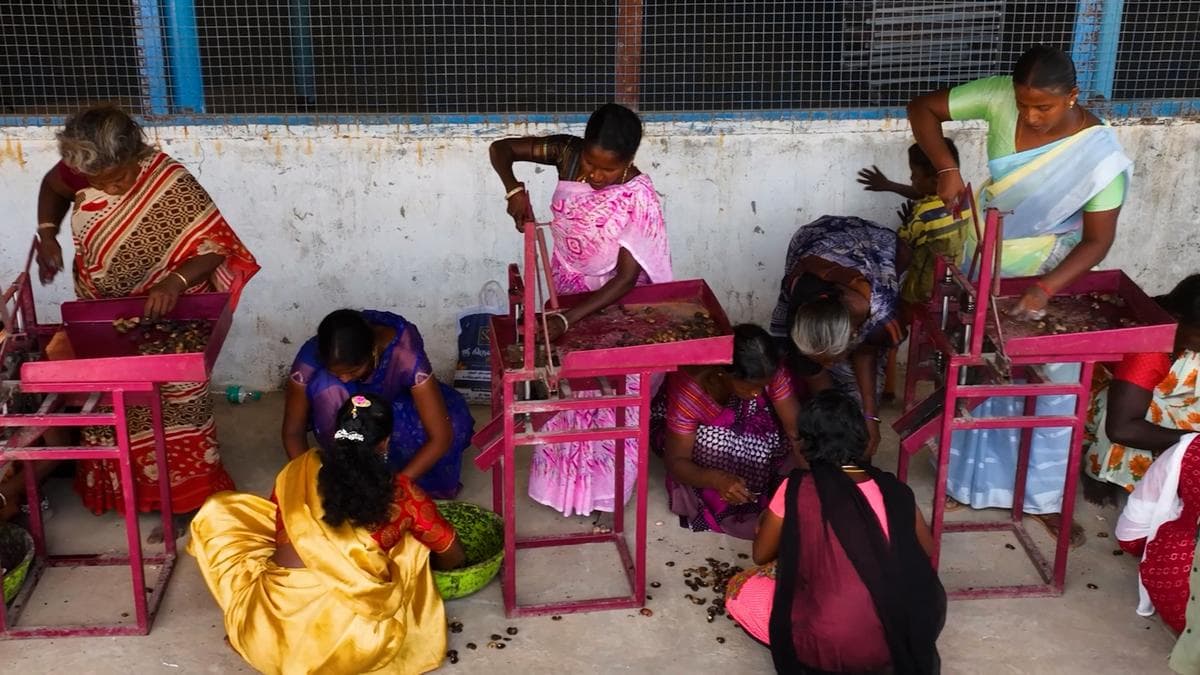 Empowering Irula Families: Cashew Initiative Transforms Lives in Ariyalur